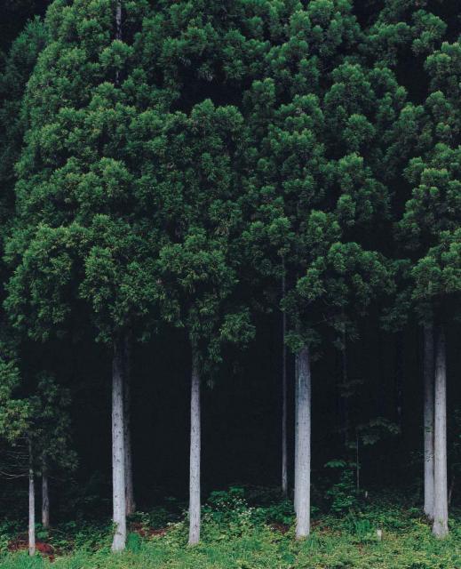 Knotted Beauty -- How the Japanese cedar tree found new life