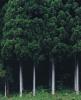 Knotted Beauty -- How the Japanese cedar tree found new life