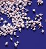 Southern Comfort - Star sand, a natural phenomenon of Yaeyama