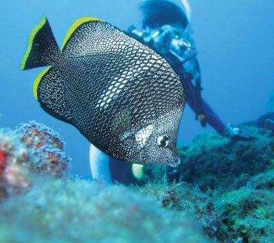 Wrought Iron Butterfly Fish