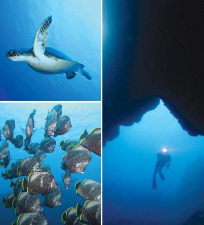 Scuba Diving - butterfly fish clusters and green sea turtle
