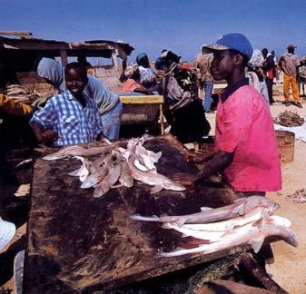 Fish offered in Mauritania