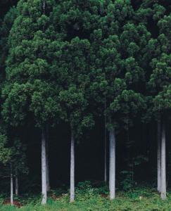 How the Japanese cedar tree found new life