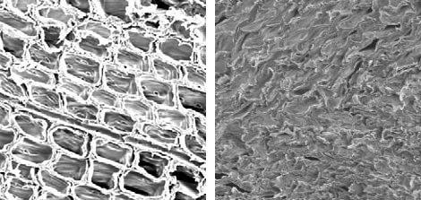 Wood fibres before and after compression