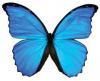 Morpho