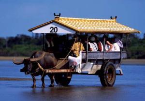 Water buffalo ‘taxis’ on the way to Yubu Island